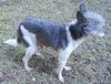 Stewart