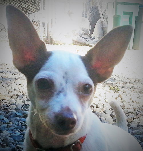 Louie
