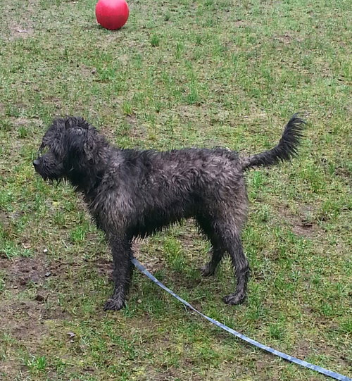 Mowgli
