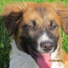 Sawyer