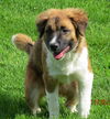 Sawyer