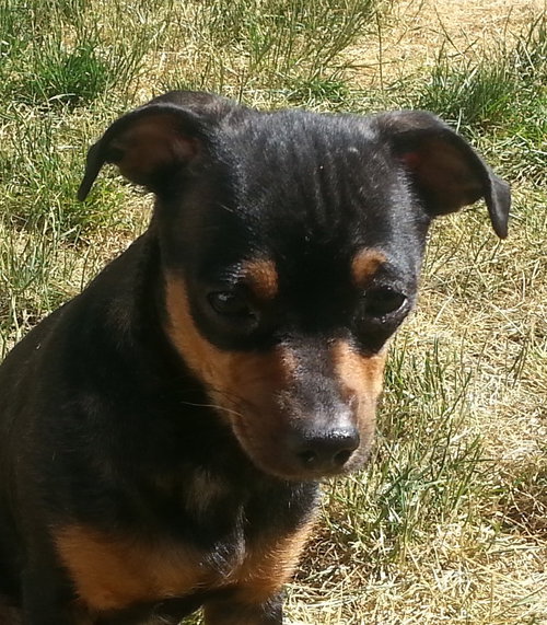 Mookie