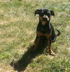Mookie