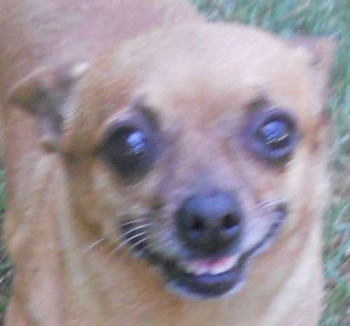 Mitzi