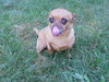 Mitzi