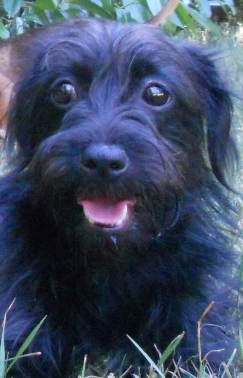 Sofie