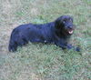 Sofie