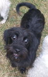 Sofie