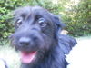 Sofie