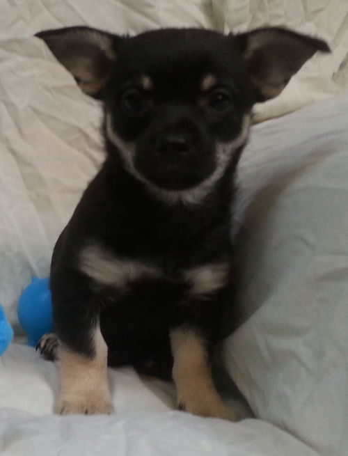 Linus