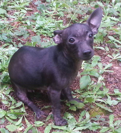 Shiloh