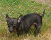 Shiloh