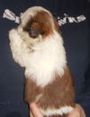 Hurley
