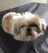 Muffin