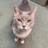 Breeze (FIV+) - Photo 2