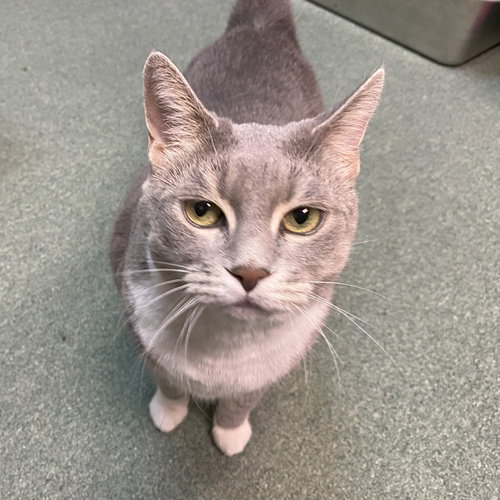 BREEZE (FIV+) - Domestic Short Hair / Tabby available for adoption