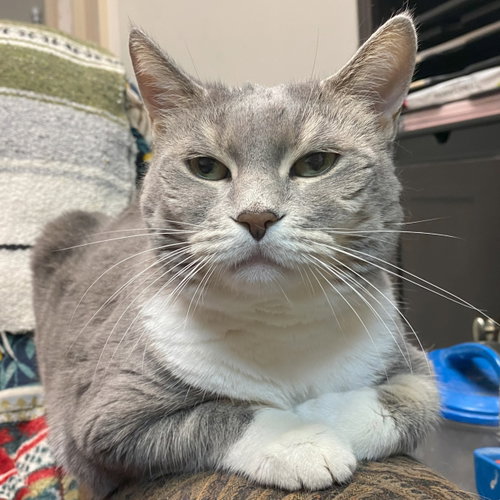 Photo 4 of Breeze (FIV+)
