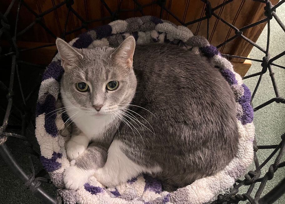 Breeze (FIV+)