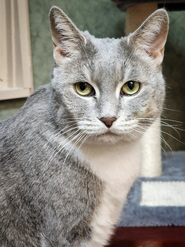 Breeze (FIV+), photo 8