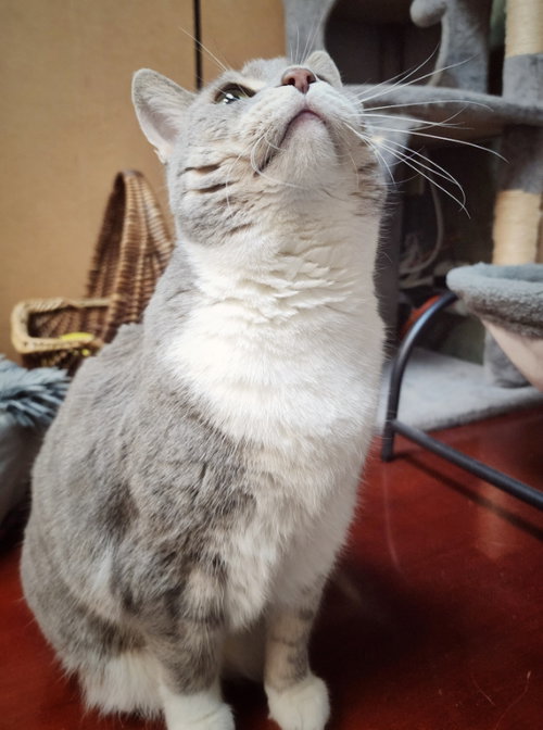 Breeze (FIV+) photo 9