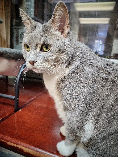 Breeze (FIV+) photo 10