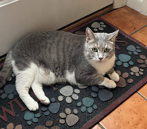 picture of the cat needing adoption
