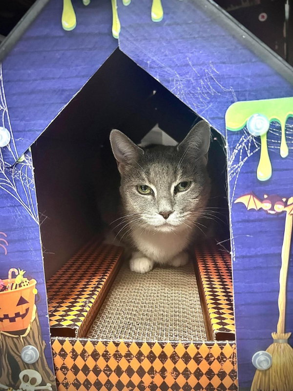 Breeze (FIV+), photo 11