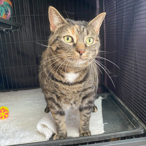 LOONA - Domestic Short Hair / Tabby available for adoption