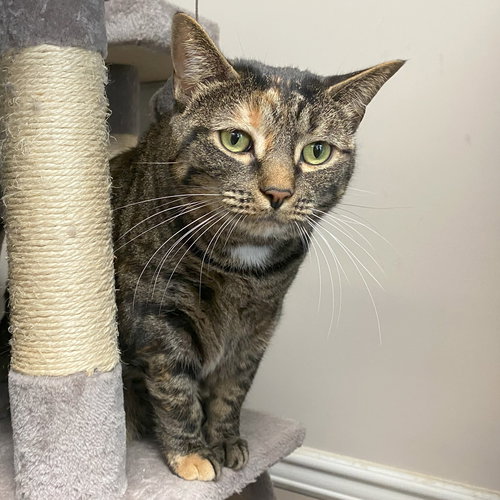 picture of the cat needing adoption