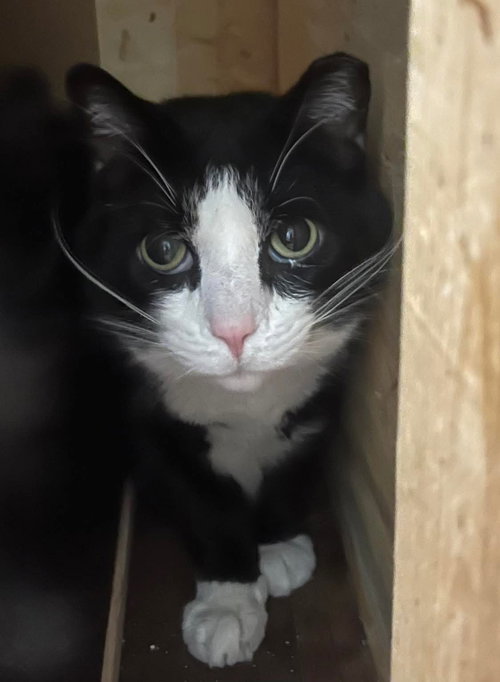 Moonpie, a cat for adoption from Forever Love Rescue Inc