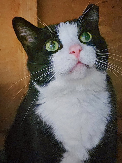 Moonpie