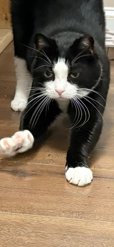 Moonpie, photo 4