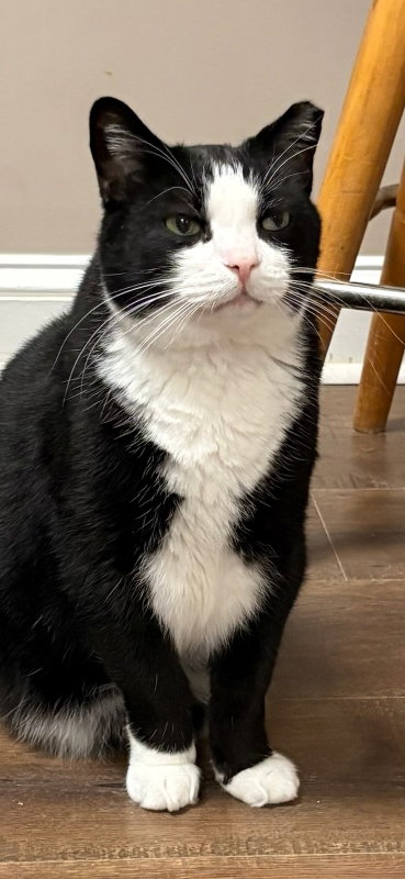 Moonpie, photo 5