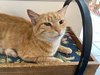 Maizy - Photo 13