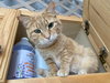 Maizy - Photo 7