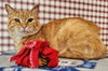 Maizy - Photo 11