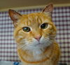adoptable Cat in gettysburg, PA named Maizy