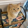 Maizy - Photo 4