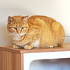 Maizy - Photo 3