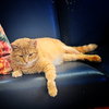Maizy - Photo 5