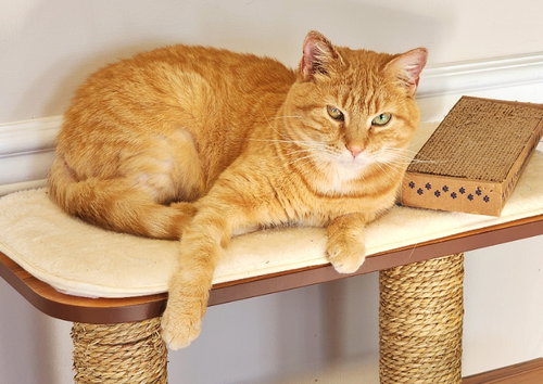 picture of the cat needing adoption