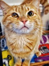 Maizy - Photo 12