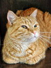 Maizy - Photo 14