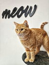 Maizy - Photo 15