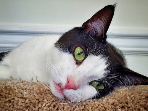 picture of the cat needing adoption