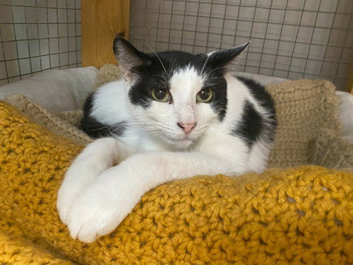 picture of the cat needing adoption