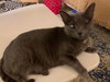 Silver (FELV+ Foster Kitty) - Photo 3
