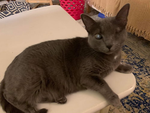 Photo 4 of Silver (FELV+ Foster Kitty)