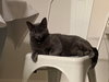 Silver (FELV+ Foster Kitty) - Photo 4