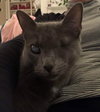 Silver (FELV+ Foster Kitty) - Photo 5